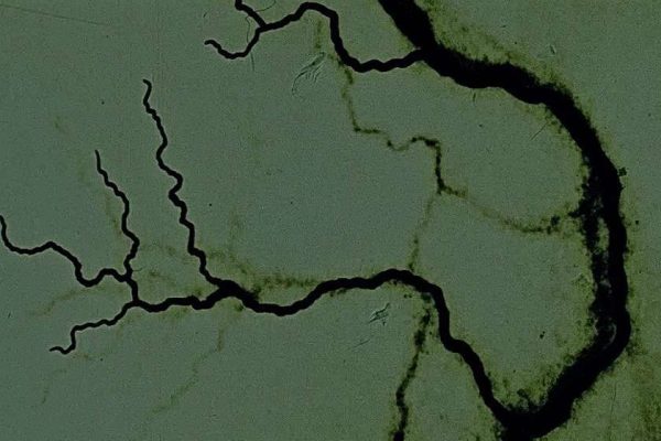 Dead Sea Scrolls Steven Woloshen