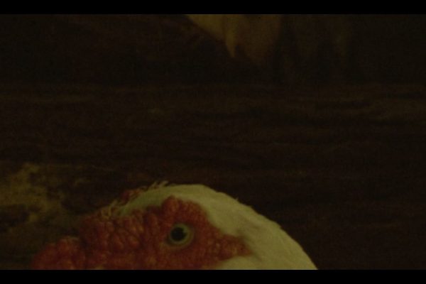 La Bala de Sandoval La Bala de Sandoval