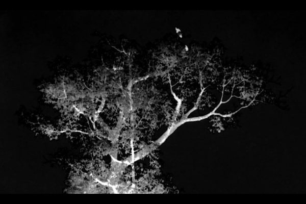 La Bala de Sandoval La Bala de Sandoval