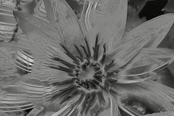 Lo inaudito - Valeria Vicente Lo inaudito - Valeria Vicente