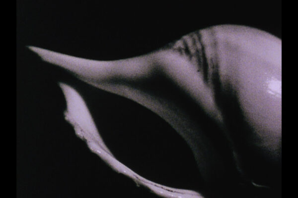 Shellie Fleming Shellie Fleming