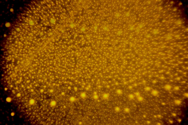 Atome en quête d'immaterialité | Anne-Marie Bouchard Atome en quête d'immaterialité | Anne-Marie Bouchard