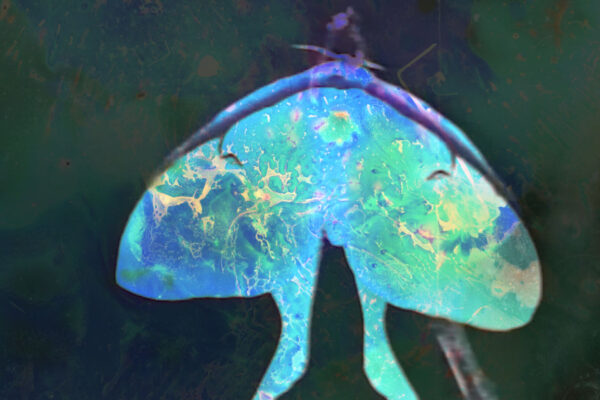 Le dernier jour du papillon lune | Guillaume Vallée Le dernier jour du papillon lune | Guillaume Vallée