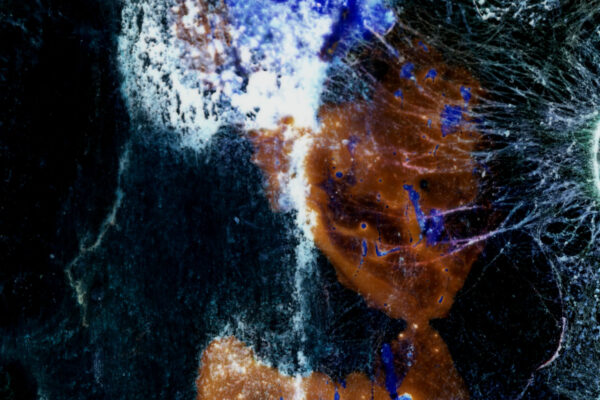 Le dernier jour du papillon lune | Guillaume Vallée Le dernier jour du papillon lune | Guillaume Vallée