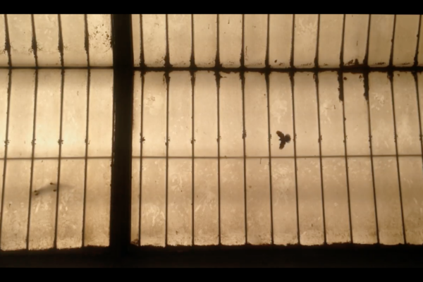 The Video Story | Vartan Avakian The Video Story | Vartan Avakian