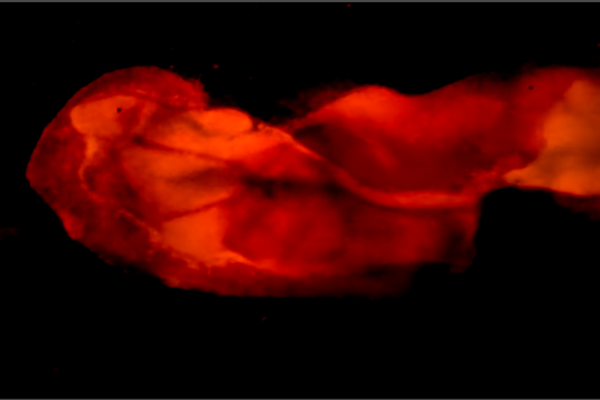 Under the microscope | Michaela Grill Under the microscope | Michaela Grill