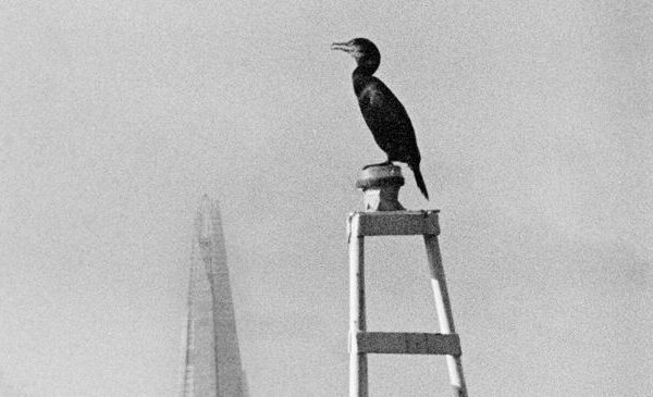 The Republics | Huw Wahl