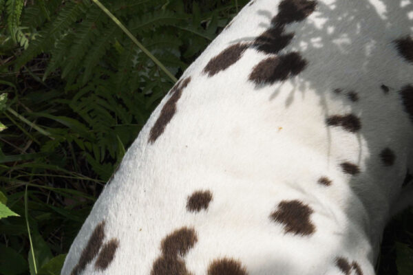 Critters Chorus, Cycle 1 | Lisa Truttmann