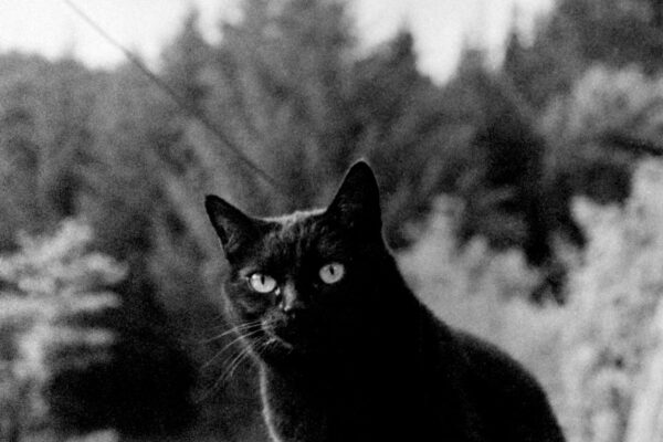 This is My Land | Ben Rivers This is My Land | Ben Rivers