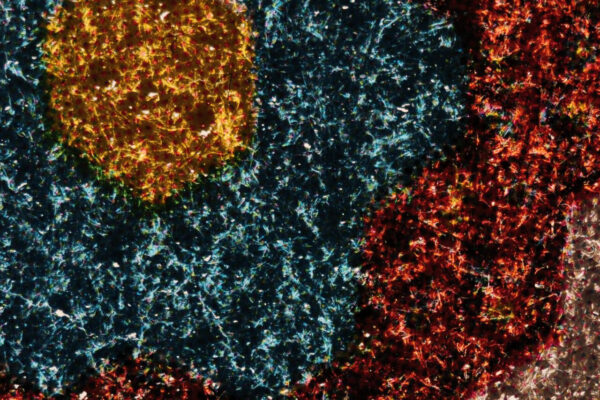 The Pieced Quilt | Scott Fitzpatrick The Pieced Quilt | Scott Fitzpatrick