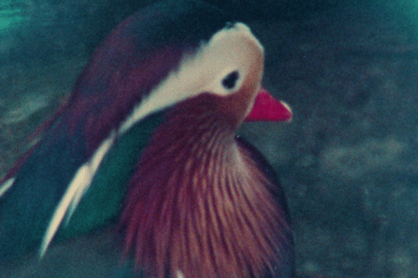kauaʻi ʻōʻō | Samy Benammar kauaʻi ʻōʻō | Samy Benammar