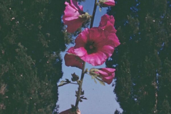 The Flowers Stand Silently, Witnessing | Theo Panagopoulos The Flowers Stand Silently, Witnessing | Theo Panagopoulos