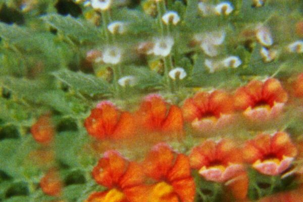 renaissance printanière à la source du pêcher | Emma Roufs renaissance printanière à la source du pêcher | Emma Roufs